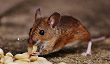 24 Hour & Emergency Exterminators in Borden, SC